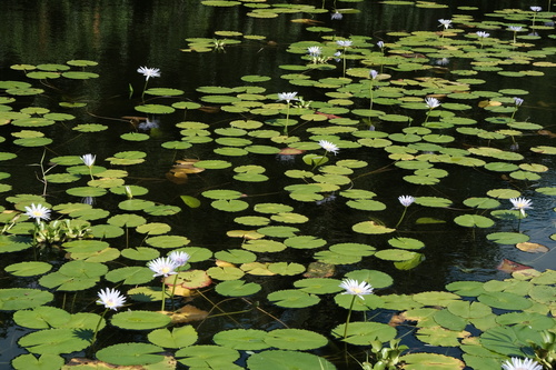 Nymphaea nouchali observed 2019-11-27