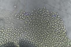 Pilobolus crystallinus