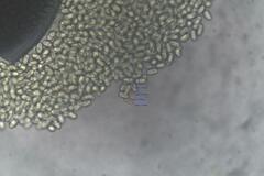 Pilobolus crystallinus