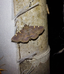 Antiblemma concinnula
