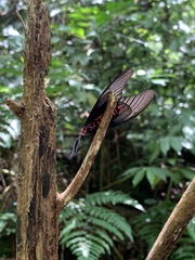 Histia flabellicornis