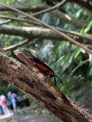 Histia flabellicornis