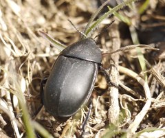 Ablattaria laevigata