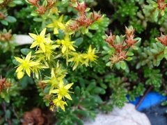 Sedum morrisonense
