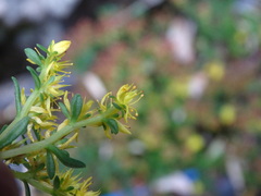 Sedum morrisonense
