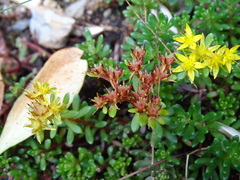 Sedum morrisonense
