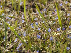 Veronica triphyllos