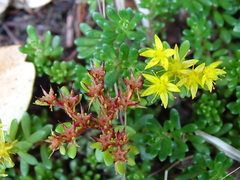 Sedum morrisonense