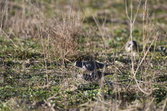 Geopelia placida placida