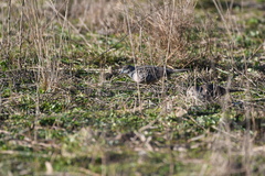 Geopelia placida placida