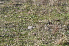 Geopelia placida placida