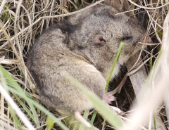 Nothocricetulus migratorius