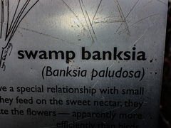 Banksia paludosa