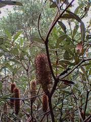 Banksia paludosa