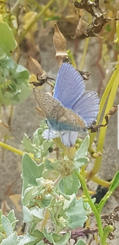 Polyommatus icarus