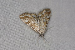 Elophila nymphaeata