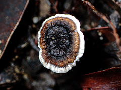 Hydnellum auratile