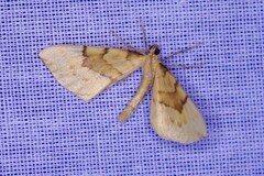 Gandaritis pyraliata