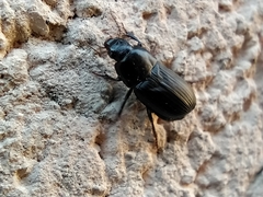 Zabrus tenebrioides