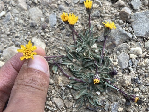 Image of Pyrrocoma apargioides by no rights reserved