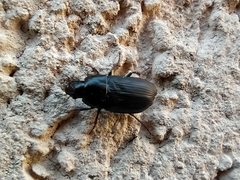 Zabrus tenebrioides