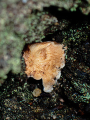 Hydnum crocidens