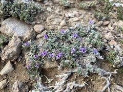Astragalus kentrophyta tegetarius