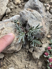 Potentilla morefieldii