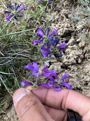 Penstemon heterodoxus heterodoxus