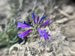 Penstemon heterodoxus heterodoxus