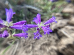 Penstemon heterodoxus heterodoxus