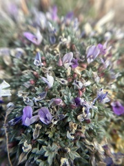 Astragalus kentrophyta tegetarius