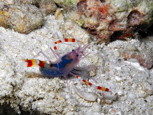 Purple Banded Coral Shrimp