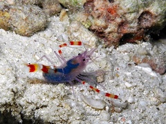 Stenopus tenuirostris