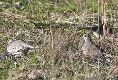 Geopelia placida placida