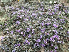 Astragalus kentrophyta tegetarius
