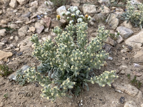 Image of Oreocarya humilis by no rights reserved