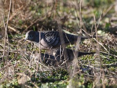 Geopelia placida placida