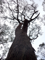 Eucalyptus piperita