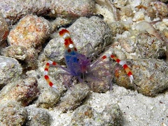 Stenopus tenuirostris