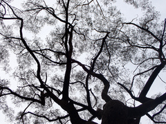 Eucalyptus piperita