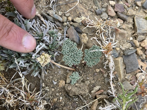 Image of gray springparsley by no rights reserved
