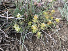 Leptosiphon nuttallii pubescens