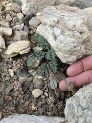 Cymopterus cinerarius