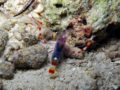Stenopus tenuirostris