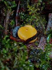 Phaeohelotium baileyanum