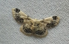 Idaea macrospila