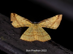 Corymica immaculata