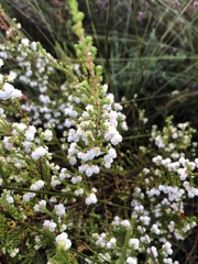 Erica formosa