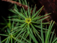 Dawsonia superba